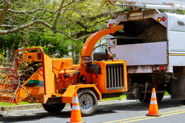 How Our Tree Care Process Works  in North Springfield, VA